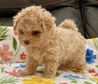 Siri Toy , a female Maltipoo and Poodle - Toy  for sale in Tampa, FL – Photo 8 of 10