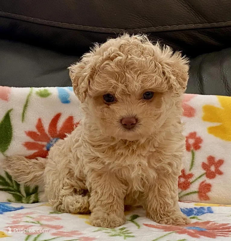 Siri Toy , a female Maltipoo and Poodle - Toy  for sale in Tampa, FL – Photo 1 of 10