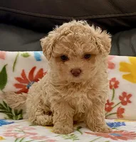 Siri Toy , a female Maltipoo and Poodle - Toy  for sale in Tampa, FL – Photo 1 of 10