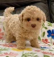 Siri Toy , a female Maltipoo and Poodle - Toy  for sale in Tampa, FL – Photo 3 of 10
