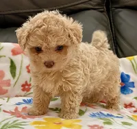 Siri Toy , a female Maltipoo and Poodle - Toy  for sale in Tampa, FL – Photo 5 of 10