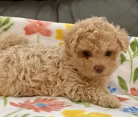 Siri Toy , a female Maltipoo and Poodle - Toy  for sale in Tampa, FL – Photo 2 of 10