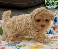 Siri Toy , a female Maltipoo and Poodle - Toy  for sale in Tampa, FL – Photo 4 of 10