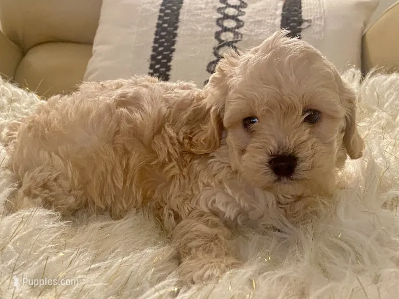 Marley – Cavapoo, Poodle - Toy  puppy for sale in Tampa, FL
