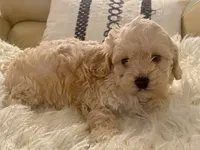Marley, a male Cavapoo and Poodle - Toy  for sale in Tampa, FL – 1 of 10