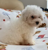 Toby , a male Maltipoo and Poodle - Toy  for sale in Tampa, FL – 8 of 10