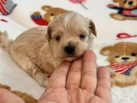 Bruno , a male Maltipoo and Poodle - Toy  for sale in Tampa, FL – 3 of 10