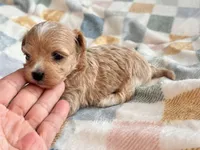 Fendi, a female Maltipoo and Poodle - Toy  for sale in Tampa, FL – 3 of 10