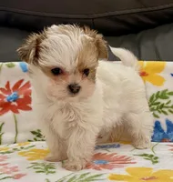 Bella Tiny, a female Yorkshire Terrier and Morkie for sale in Tampa, FL – Photo 4 of 10