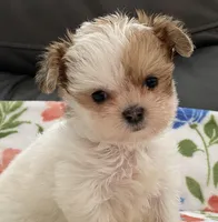 Bella Tiny, a female Yorkshire Terrier and Morkie for sale in Tampa, FL – Photo 6 of 10