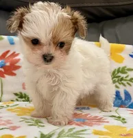 Bella Tiny, a female Yorkshire Terrier and Morkie for sale in Tampa, FL – Photo 10 of 10