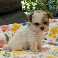 Bella Tiny, a female Yorkshire Terrier and Morkie for sale in Tampa, FL – Photo 9 of 10