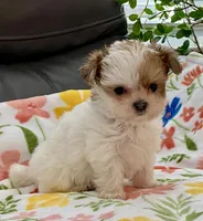 Bella Tiny, a female Yorkshire Terrier and Morkie for sale in Tampa, FL – Photo 2 of 10