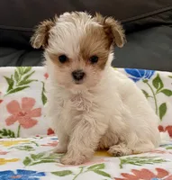 Bella Tiny, a female Yorkshire Terrier and Morkie for sale in Tampa, FL – Photo 3 of 10
