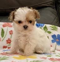 Bella Tiny, a female Yorkshire Terrier and Morkie for sale in Tampa, FL – Photo 8 of 10