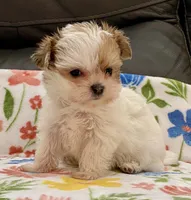 Bella Tiny, a female Yorkshire Terrier and Morkie for sale in Tampa, FL – Photo 5 of 10