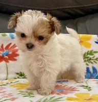 Bella Tiny, a female Yorkshire Terrier and Morkie for sale in Tampa, FL – Photo 7 of 10