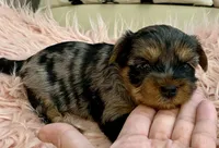 Sophie , a female Yorkshire Terrier for sale in Tampa, FL – Photo 6 of 10