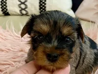 Sophie , a female Yorkshire Terrier for sale in Tampa, FL – Photo 9 of 10