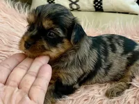 Sophie , a female Yorkshire Terrier for sale in Tampa, FL – Photo 10 of 10