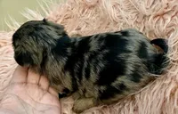 Sophie , a female Yorkshire Terrier for sale in Tampa, FL – Photo 8 of 10