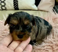 Sophie , a female Yorkshire Terrier for sale in Tampa, FL – Photo 3 of 10