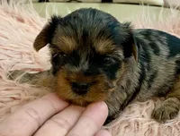 Sophie , a female Yorkshire Terrier for sale in Tampa, FL – Photo 4 of 10