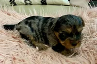 Sophie , a female Yorkshire Terrier for sale in Tampa, FL – Photo 7 of 10