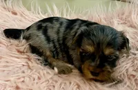 Sophie , a female Yorkshire Terrier for sale in Tampa, FL – Photo 2 of 10