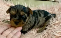 Sophie , a female Yorkshire Terrier for sale in Tampa, FL – Photo 5 of 10
