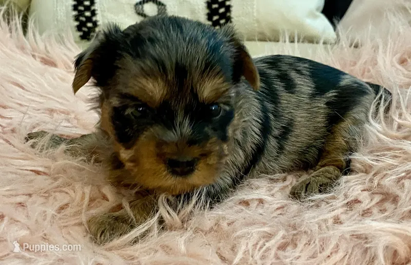 Sophie  – Yorkshire Terrier puppy for sale in Tampa, FL