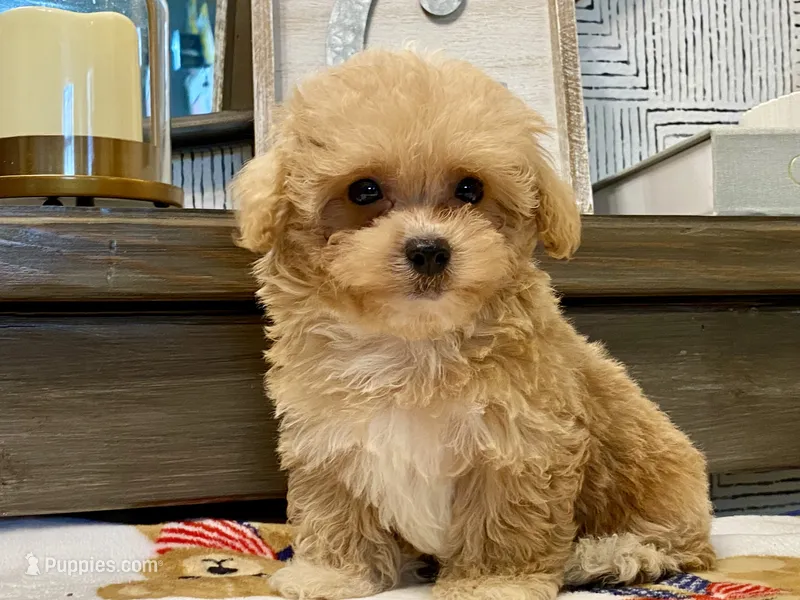 Bailey tiny – Maltipoo, Poodle - Toy  puppy for sale in Tampa, FL