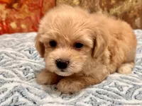 Loki, a male Maltipoo and Poodle - Toy  for sale in Tampa, FL – 6 of 10