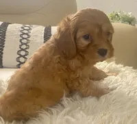 Tucker Toy F1b, a male Cavapoo and Poodle - Toy  for sale in Tampa, FL – 2 of 10