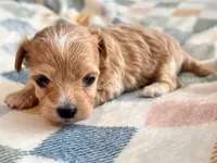 Fendi, a female Maltipoo and Poodle - Toy  for sale in Tampa, FL – 8 of 10