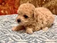 Nala , a female Maltipoo and Poodle - Toy  for sale in Tampa, FL – 8 of 10