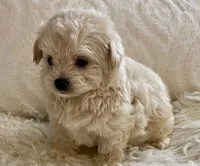 Bella , a female Maltipoo and Poodle - Toy  for sale in Tampa, FL – 10 of 10
