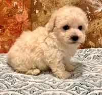 Gizmo, a male Maltipoo and Poodle - Toy  for sale in Tampa, FL – 2 of 10