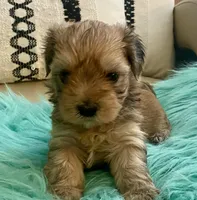 Rico, a male Yorkshire Terrier and Morkie for sale in Tampa, FL – Photo 5 of 9