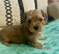 Rico, a male Yorkshire Terrier and Morkie for sale in Tampa, FL – Photo 4 of 9