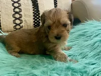 Rico, a male Yorkshire Terrier and Morkie for sale in Tampa, FL – Photo 6 of 9