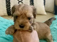 Rico, a male Yorkshire Terrier and Morkie for sale in Tampa, FL – Photo 8 of 9