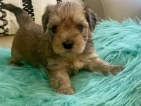 Rico, a male Yorkshire Terrier and Morkie for sale in Tampa, FL – Photo 9 of 9