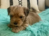 Rico, a male Yorkshire Terrier and Morkie for sale in Tampa, FL – Photo 3 of 9