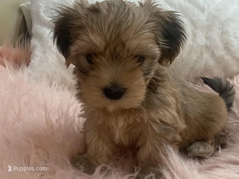 Rico – Yorkshire Terrier, Morkie puppy for sale in Tampa, FL