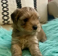 Rico, a male Yorkshire Terrier and Morkie for sale in Tampa, FL – Photo 2 of 9