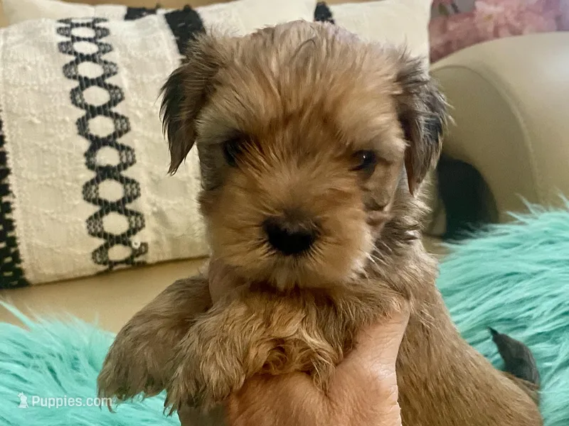 Rico – Yorkshire Terrier, Morkie puppy for sale in Tampa, FL