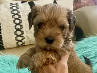 Rico, a male Yorkshire Terrier and Morkie for sale in Tampa, FL – Photo 1 of 9