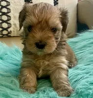 Rico, a male Yorkshire Terrier and Morkie for sale in Tampa, FL – Photo 7 of 9