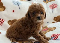 Rosie , a female Maltipoo and Poodle - Toy  for sale in Tampa, FL – 1 of 10